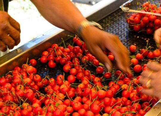 alimentos pladesan